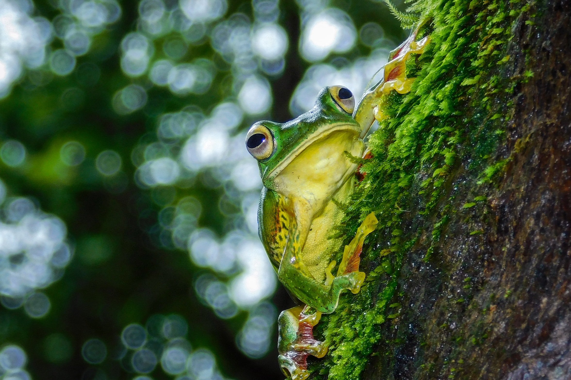 Kambo frog in nature