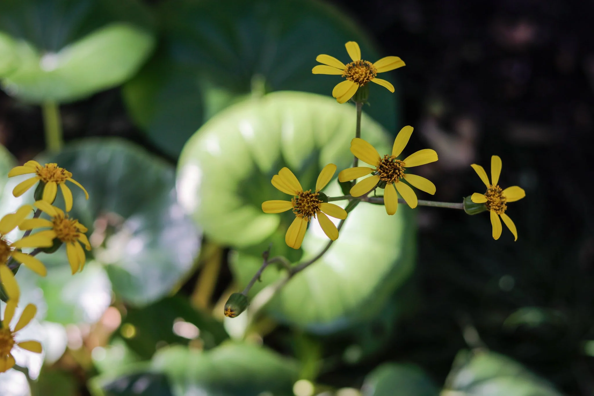 Lush landscaping with native plants and stone features in a Texas Hill Country property.